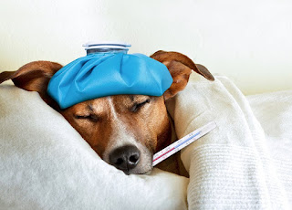 La llegada del frío y la "gripe" en nuestras mascotas