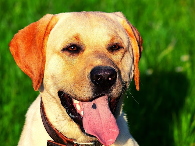 50 Labrador dog images with various poses