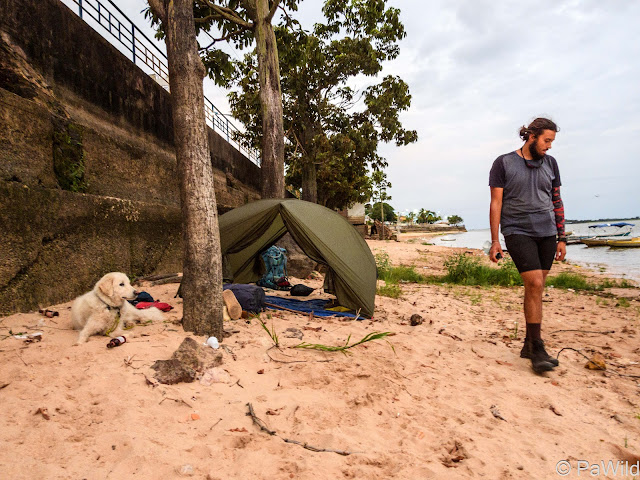 Campement sur un plage avec un chien blanc