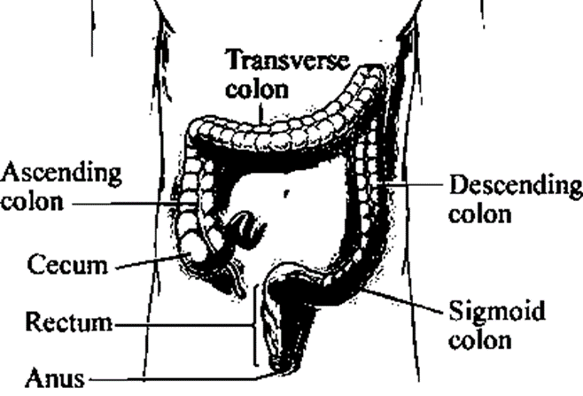 The Large Intestine Anatomy and Physiology B. Pharm Class Notes