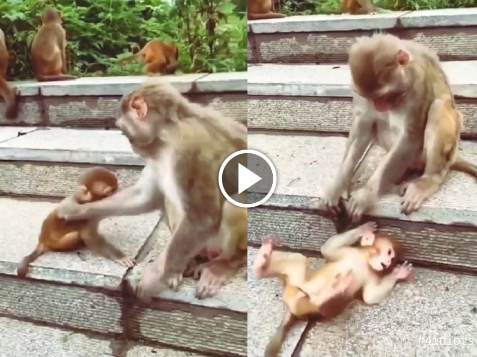 monkey playing with its infant is so cute