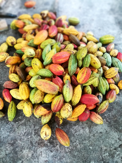 Muoi Cuong Cocoa Farm in Can Tho, 900000 Mekong Delta, Vietnam ⭐ Places to visit | Things to do ⏰ hours, address, direction, map, photos,☎️ phone, reviews.