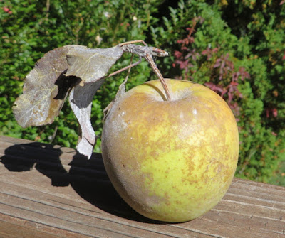 A green-yellow apple tinted with russet