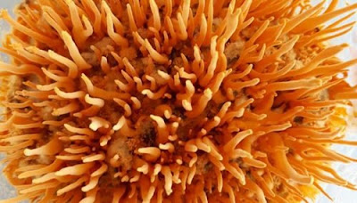 Cordyceps Mushroom Pure Culture Supplier Company in El Salvador