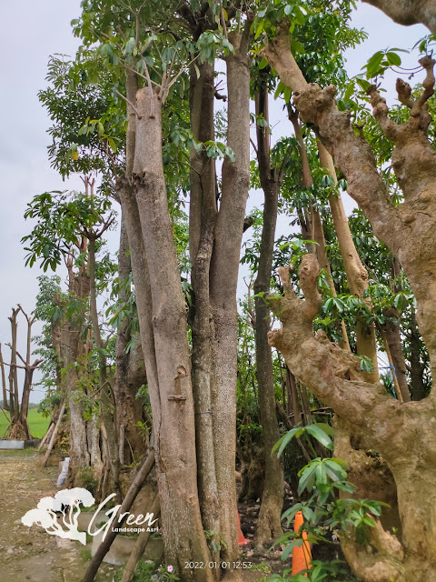 Jual Pohon Pule Taman di Malang Berkualitas & Bergaransi