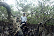 Pohon Mangrove Purba di Ekowisata Bale Mangrove Jerowaru Lombok Timur