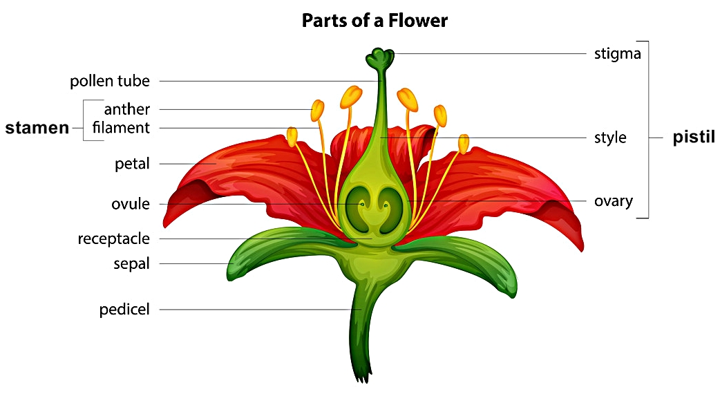 Количество лепестков кратно 3. Семейство Лилейные строение цветка и плода. Схема строения цветка семейства Лилейные. Семейство Лилейные строение цветка формула. Схема цветка лилейных растений.
