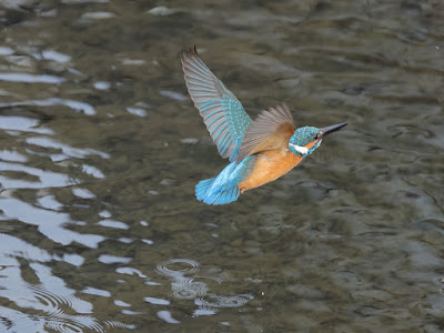 離水後のカワセミ飛翔中。何も獲れませんでした。