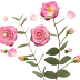 Rose Flowers HD Transparent Image