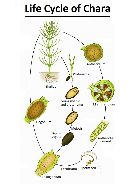 vegetative reproduction in chara, sexual reproduction in chara, types of reproduction in chara, classification of chara, practical work of chara,