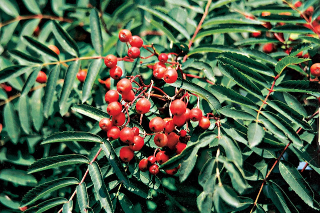 Sorbus 'Pagoda Red'