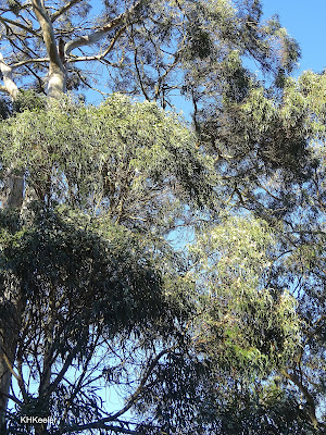 eucalyptus, Eucalyptus globulus