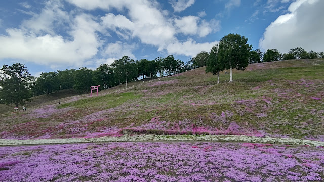 北海道 ひがしもこと芝桜公園 ピンクの鳥居 山津見神社