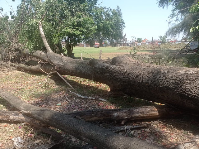 Autoridades de Uruapan solapan ecocidio en la escuela Mapeco. Talaron árboles de más de 30 años. 