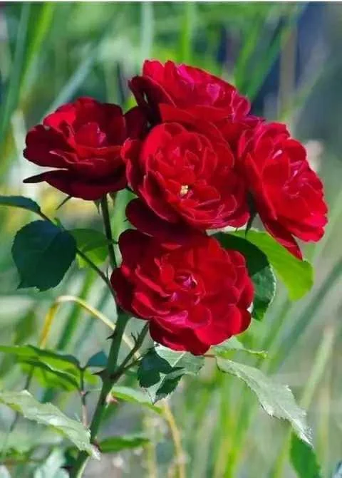 Red Rose Flower Images - Flower Images - Flower Pic 2023 Images, Pictures Download - Different Flowers Images - fuller chobi - NeotericIT.com