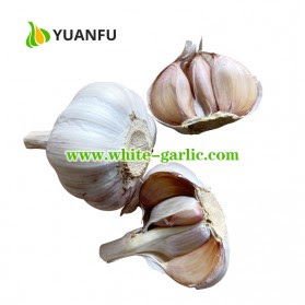 garlic exporters