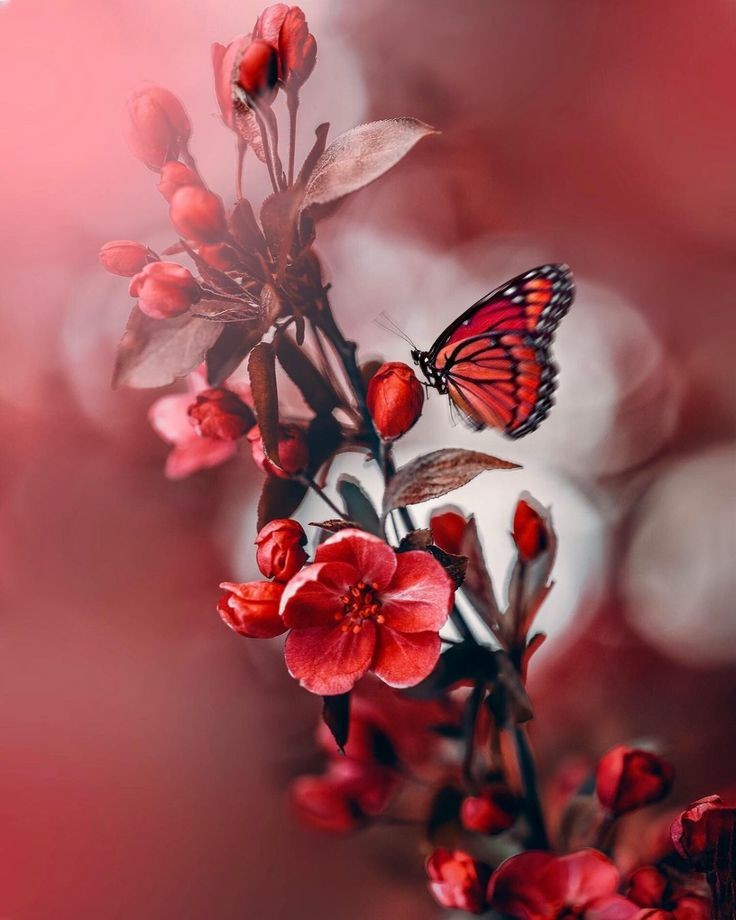 Butterfly Wallpaper images for Mobile || Animal Wallpaper