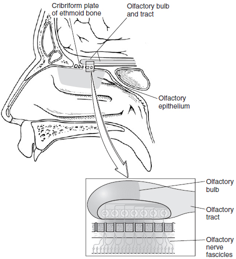 Basic neural circuits