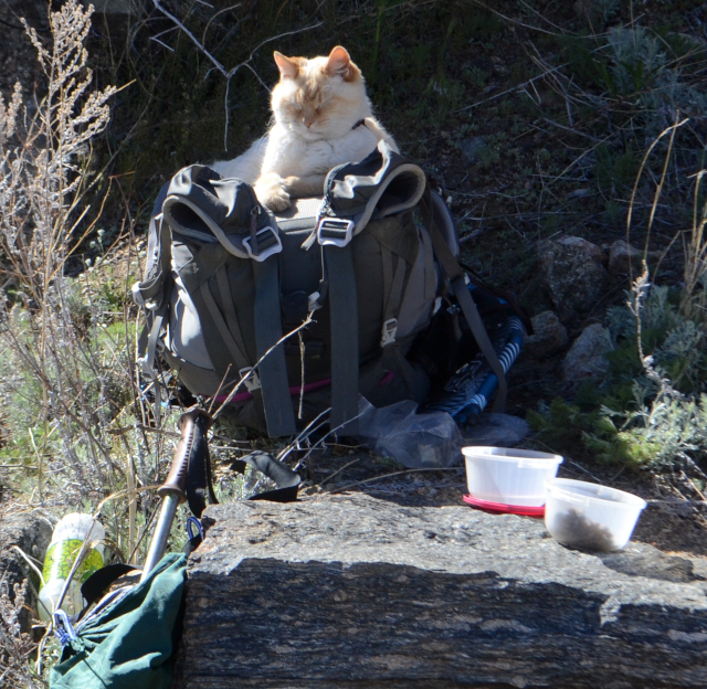 cat perched on a backpack