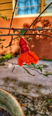 POKOK BUAH DELIMA MULA BERBUNGA