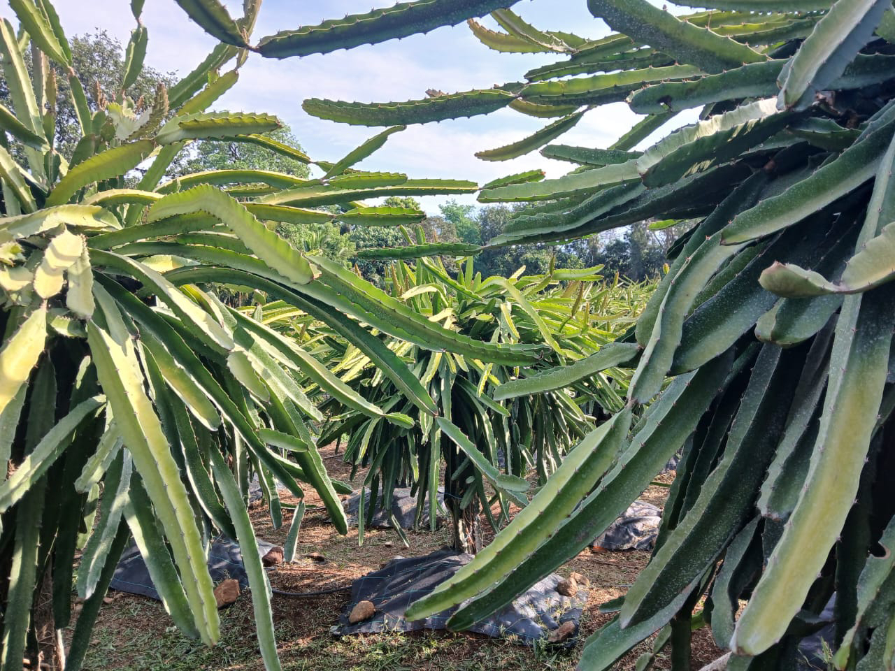 ಇಮೇಜ್