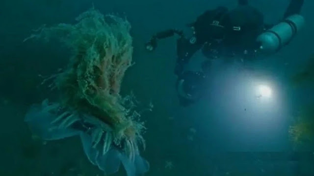 بالفيديو: اكتشاف وتصوير أكبر قنديل بحر في العالم | لن تصدقوا طوله !!