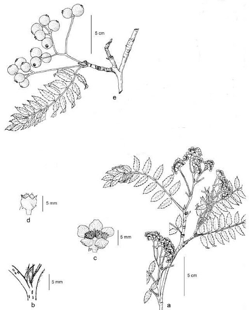 Рябина гималайская (Sorbus himalaica)