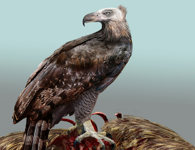 New Zealand's extinct Haast's eagle feasted on moa guts