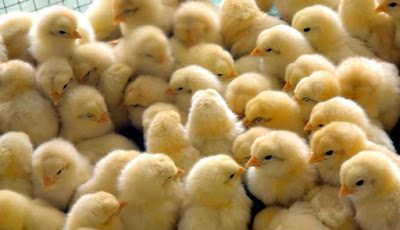 7 Tips on keeping your chicks healthy and happy