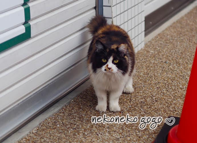 ねこ散歩で会った三毛猫さん