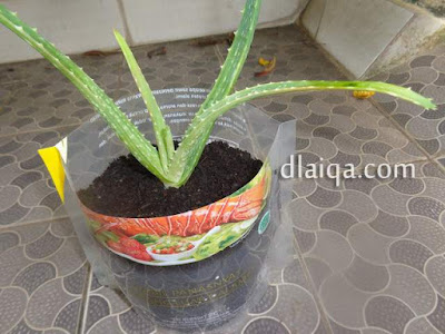 Lidah Buaya (Aloe vera)