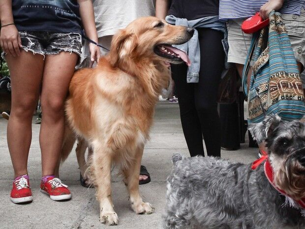 Prefeitura de Monteiro proíbe população de alimentar animais de rua e Comissão da OAB-PB promete acionar Justiça