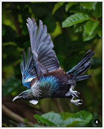 Native NZ Birds: Tui