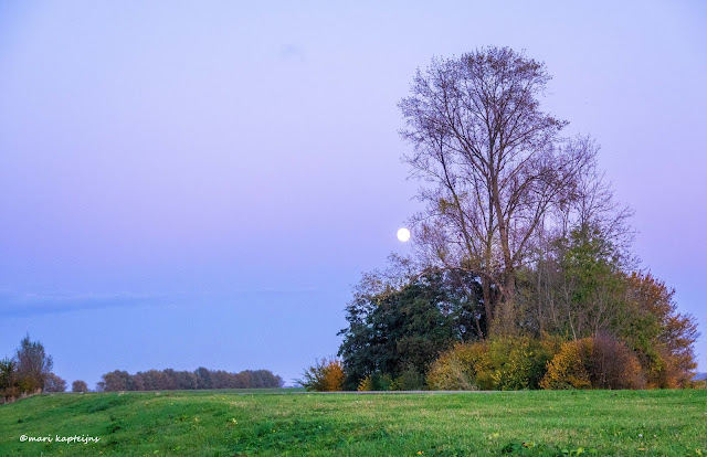 www.jetjesdag.nl | Mari Kapteijns fotografie | De Biesbosch |