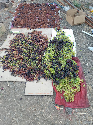 Grapes being dried to produce Reisins.