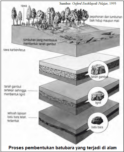 Gambar proses pembentukan batubara yang terjadi di alam