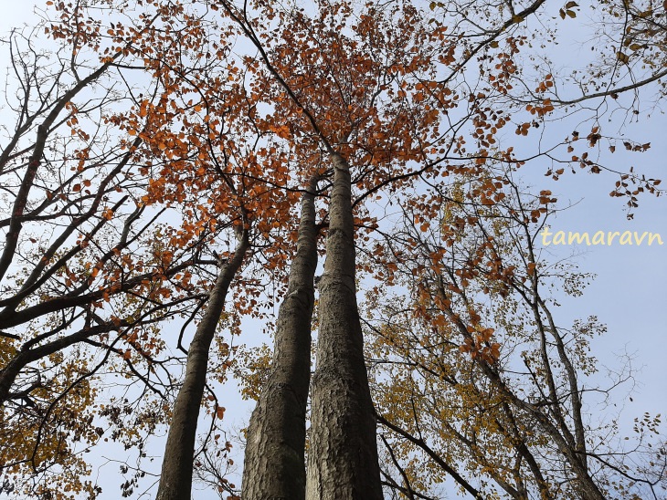 Мелкоплодник ольхолистный / Рябина ольхолистная (Micromeles alnifolia, =Sorbus alnifolia)