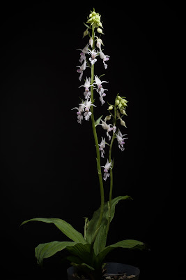 Calanthe puberula - Hairy Calanthe care