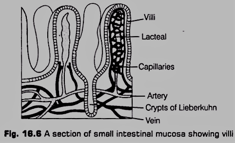 Absorptive Surface Area of Small Intestine