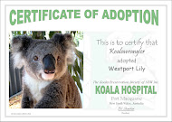 Adopt a wild koala!