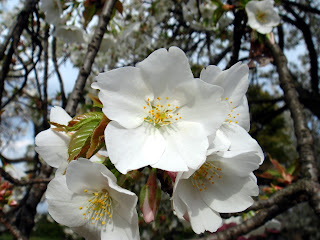 Prunus lannesiana forma albida (=Prunus serrulata forma albida)