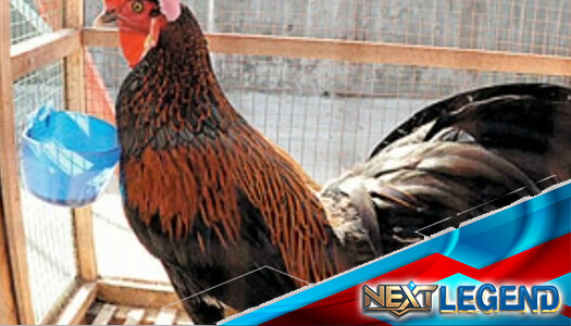 Keistimewaan Ayam Suro Cempaka Wajib Cek Disini