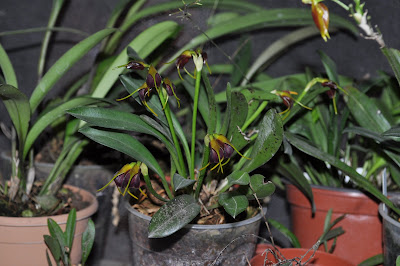 Masdevallia bicolor - The Two-Colored Masdevallia care