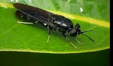 Black Soldier Fly