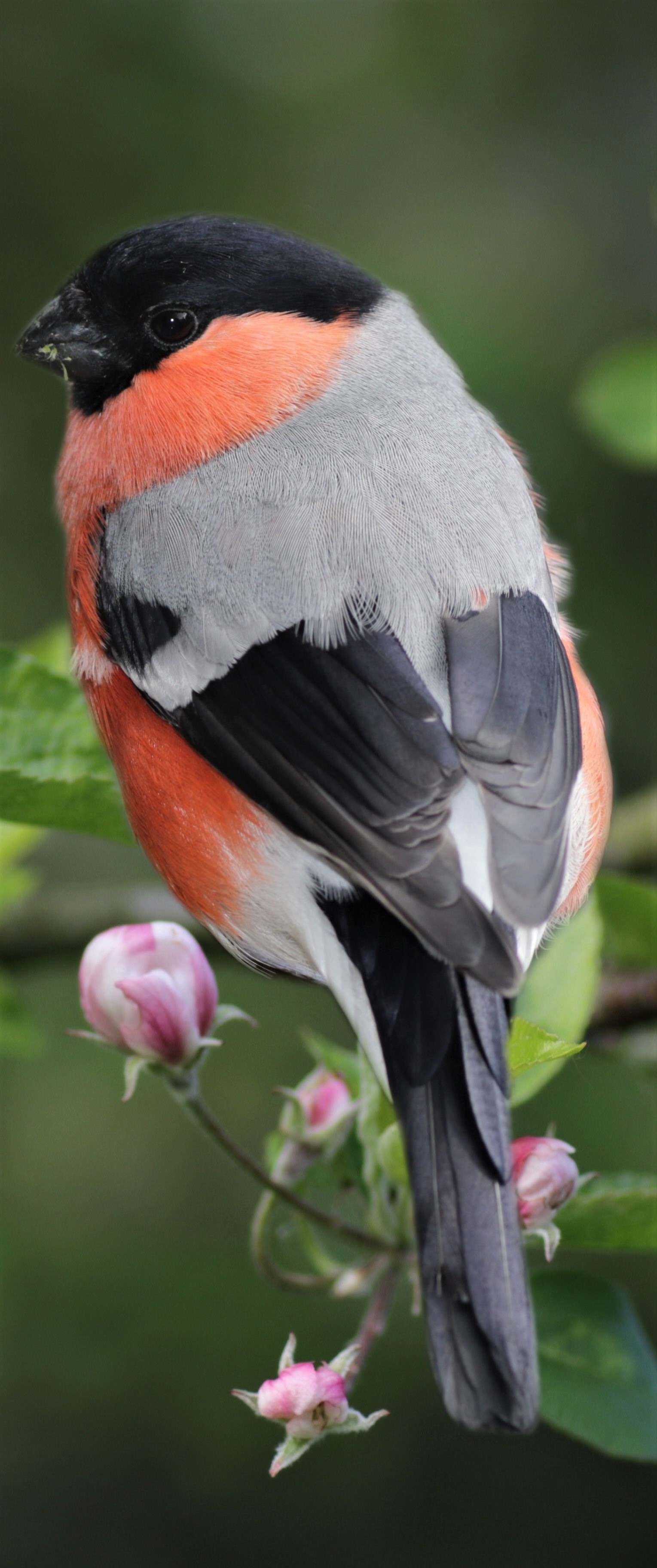 The male eurasian bullfinch.