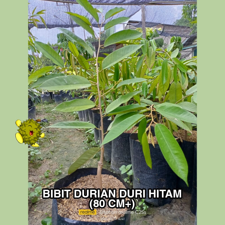 Bibit Durian Duri Hitam (Ochee)