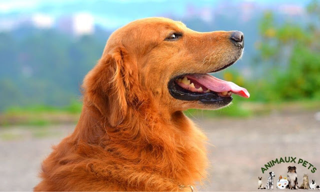 The Golden Retriever, a golden dog!
