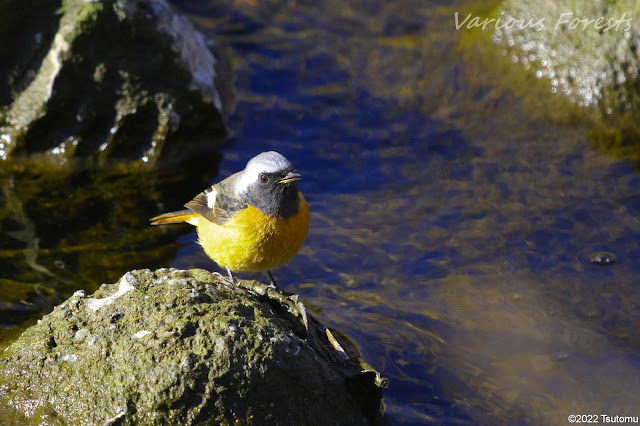 Daurian Redstart