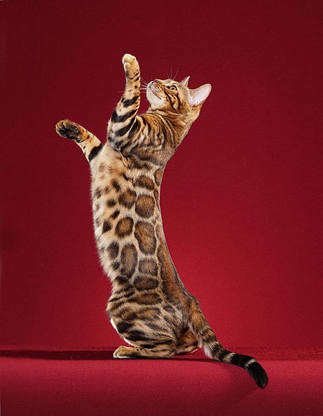 Bengal cat is one out of the cutest cats in the world world with beautiful patterns that look like a leopard.
