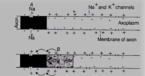 Depolarisation (Action Potential)